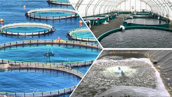 قطاع تربية الأسماك