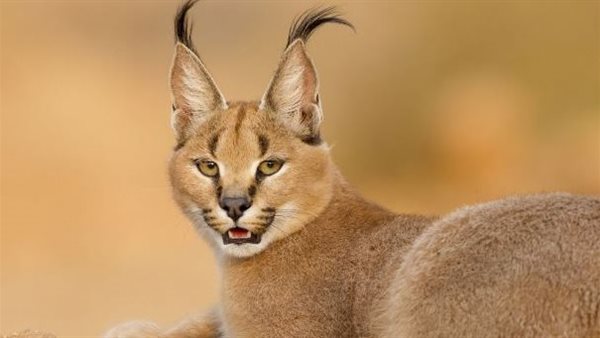 أبرز المعلومات عن