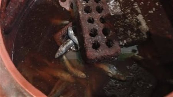 جانب من المضبوطات