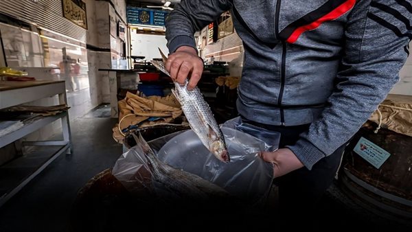 أسعار الرنجة والفسيخ