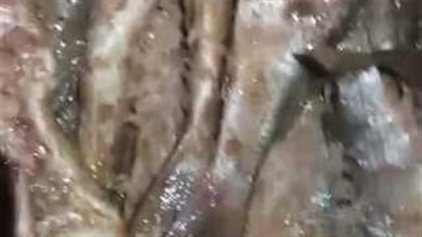 فسيخ ورنجه فاسدين