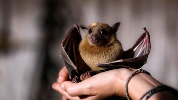 تفسير رؤية الخفاش