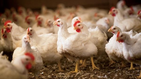 أسعار الدواجن والبيض