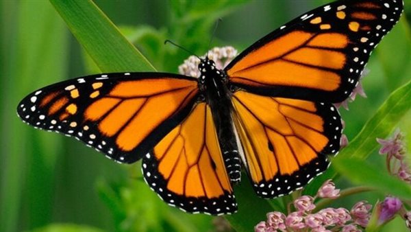 تفسير رؤية الفراشة