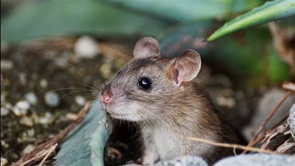 تفسير رؤية الفأر