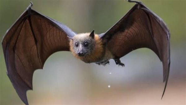 تفسير رؤية الخفافيش