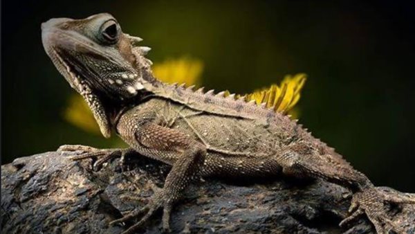 تفسير رؤية السحلية