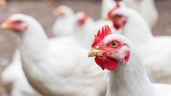 أسعار الفراخ والكتاكيت