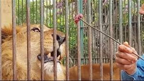 موعد فتح حديقة الحيوان