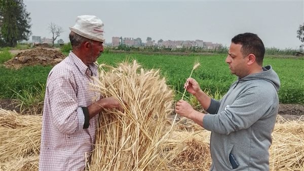 فرحة مزارعى كفرالشيخ