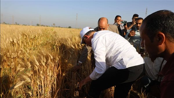 محافظ المنيا