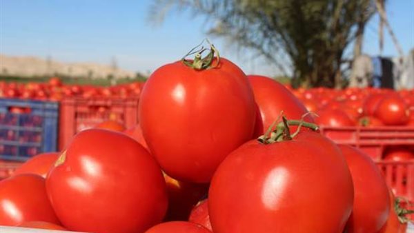 موعد نزول أسعار الطماطم