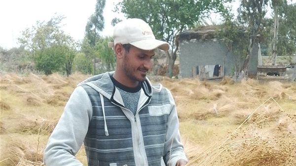 جمع محصول الكتان