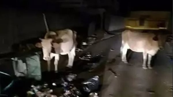 عبور 200 بقرة الحدود