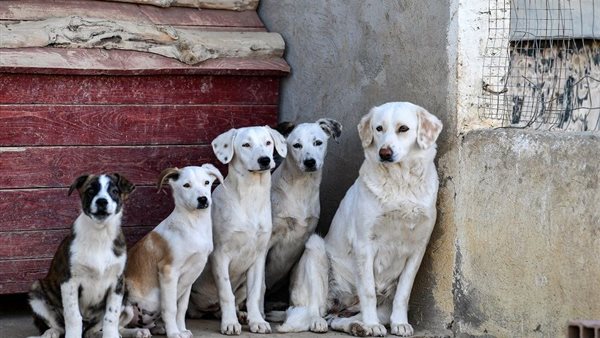 الكلاب الضالة