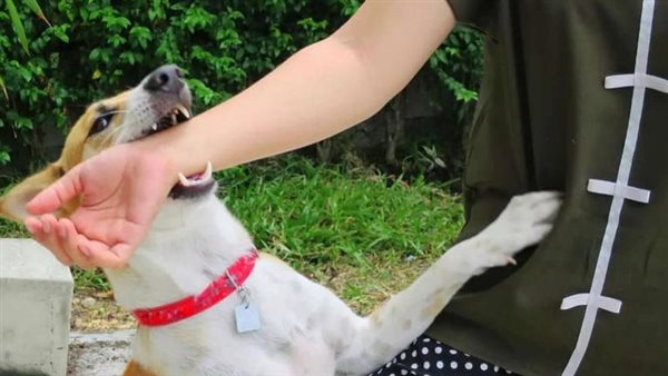 تفسير رؤية عضة الكلب