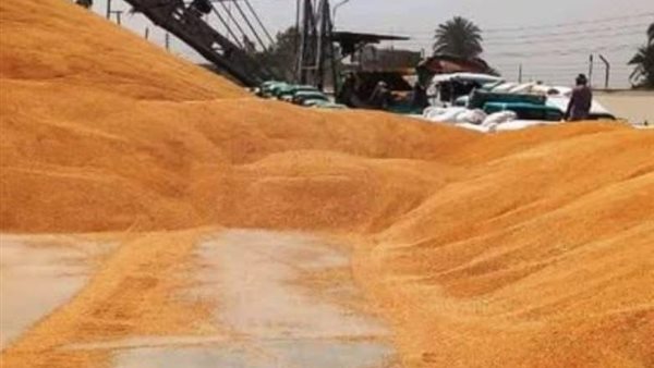 محافظ سوهاج: توريد