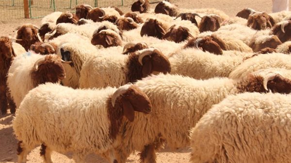  الخراف الحية