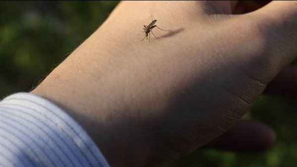 طرق التخلص من الناموس