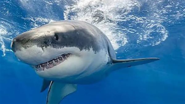 تفسير رؤية سمكة القرش