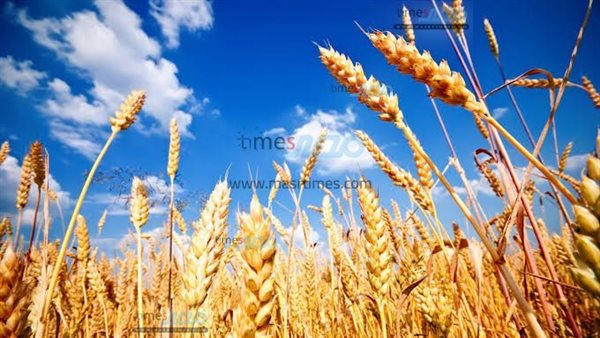 سنابل القمح