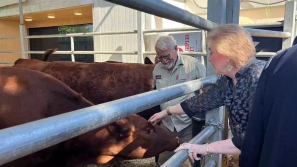 البقرة الحمراء