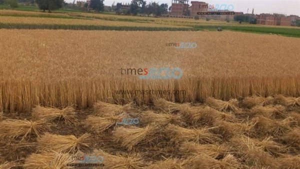 محصول القمح