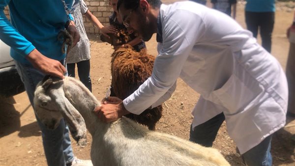 جانب من الفاعليات