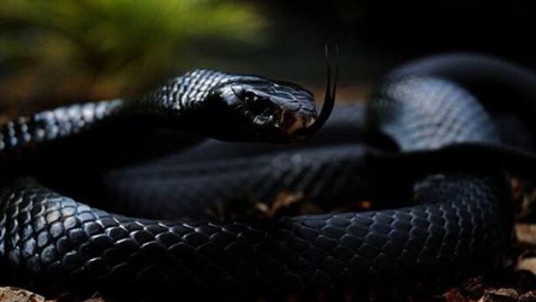 تفسير رؤية الثعابين