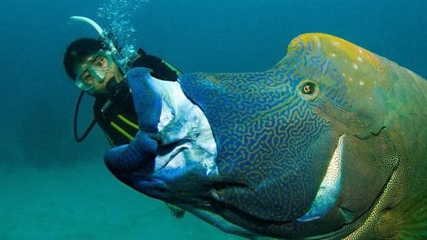 سمكة نابليون