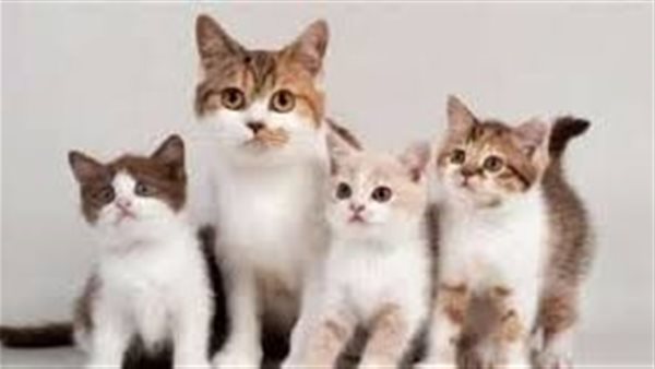 حقيقة اختفاء القطط