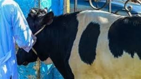 تزايد البحث عن أسعار