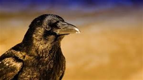 تفسير رؤية الغراب