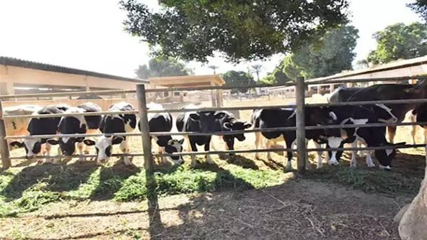 الأنشطة الحيوانية