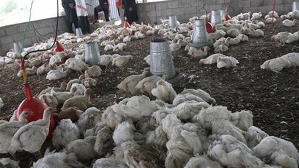 نفوق الدواجن