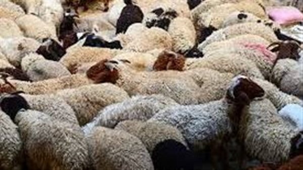  سعر كيلو الخرفان