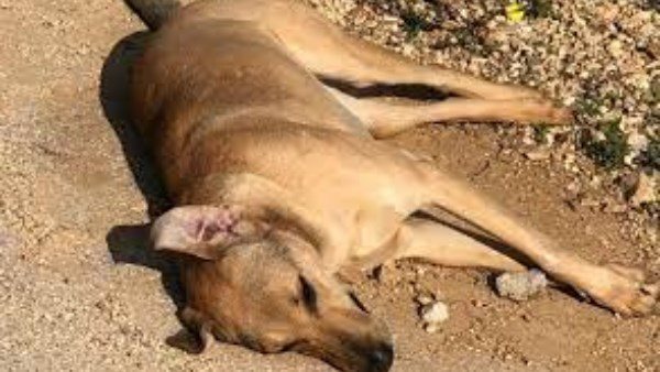 حيوان مُسمم