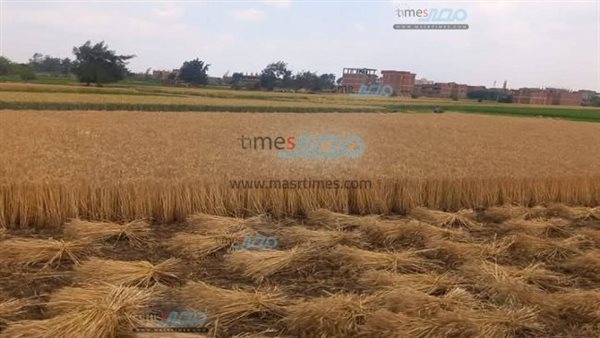 محصول القمح