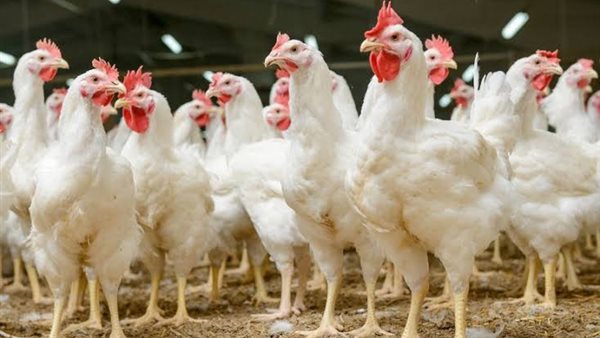 ارتفاع أسعار الدواجن