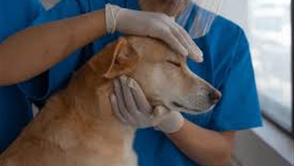 صورة موضوعية 