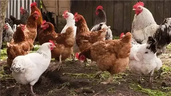   الثروة الداجنة