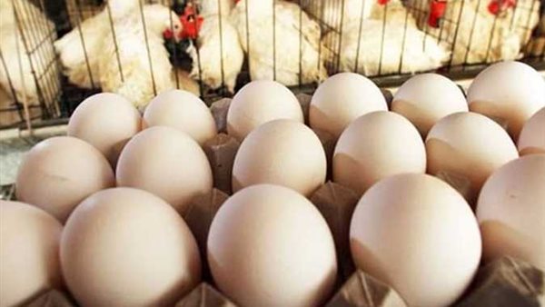  سعر كرتونة البيض