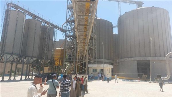 محصول القمح