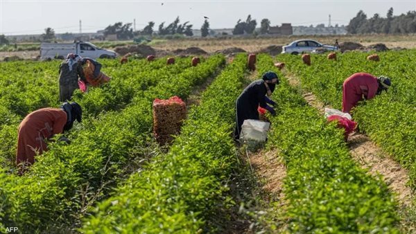 فجوة بين المزارعين