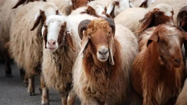 سعر كيلو الخرفان