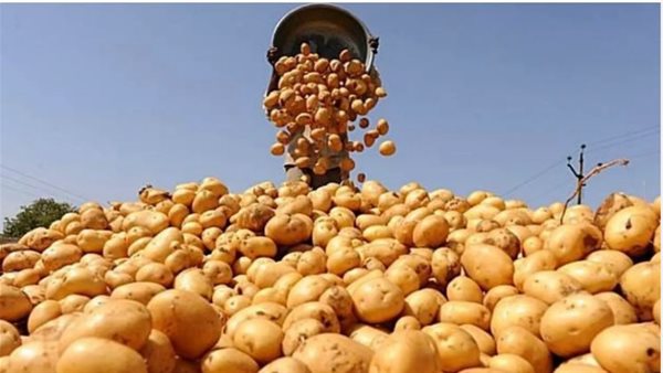 البطاطس المصرية