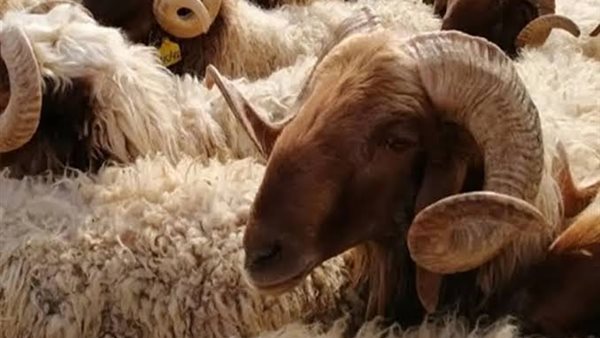 الزراعة ترفع درجة