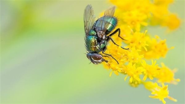 تفسير حلم الذباب