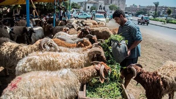 شوادر وزارة التموين