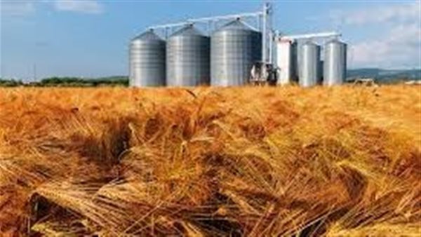 محصول القمح